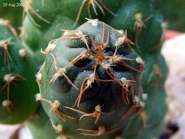 Maihueniopsis _subterranea _11